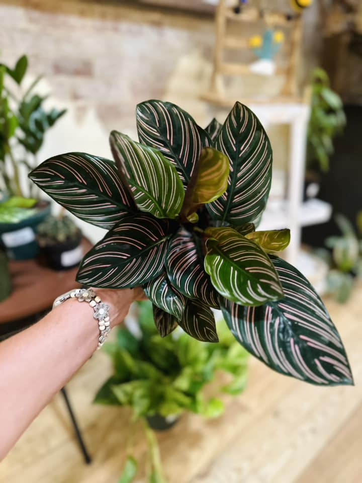 Calathea Ornata 6"