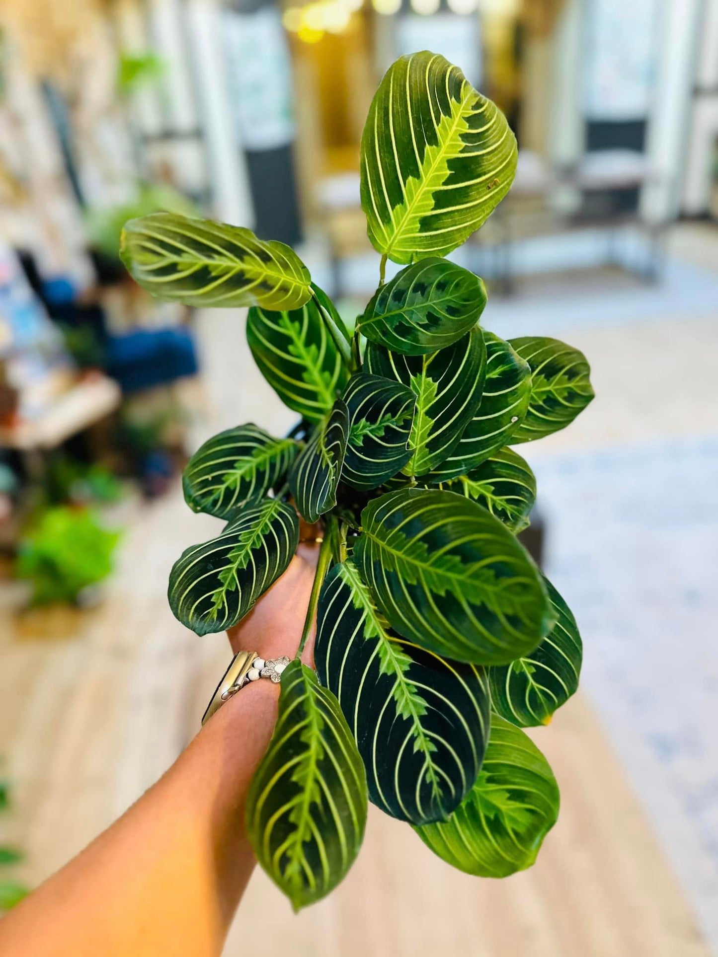 4" Maranta Lemon