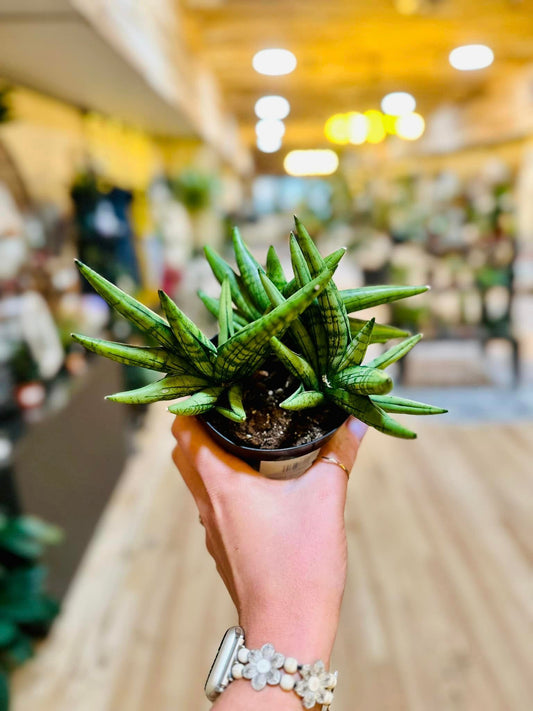 Mini Boncel Snake Plant 4"