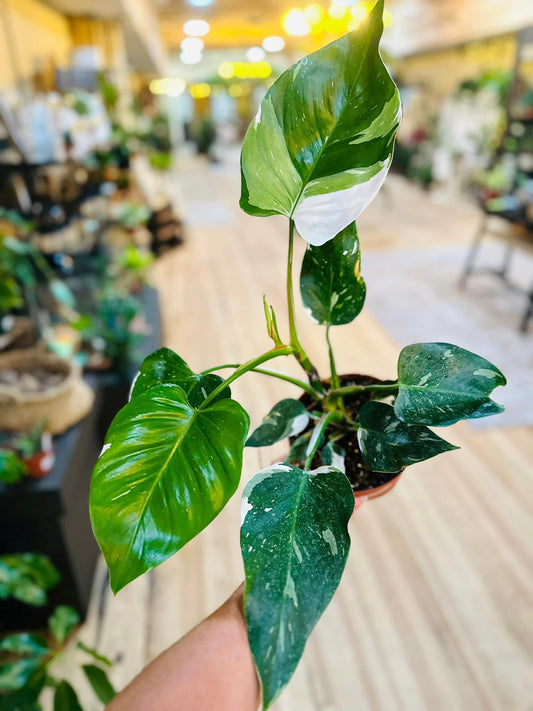 6" Philodendron 'White Princess'