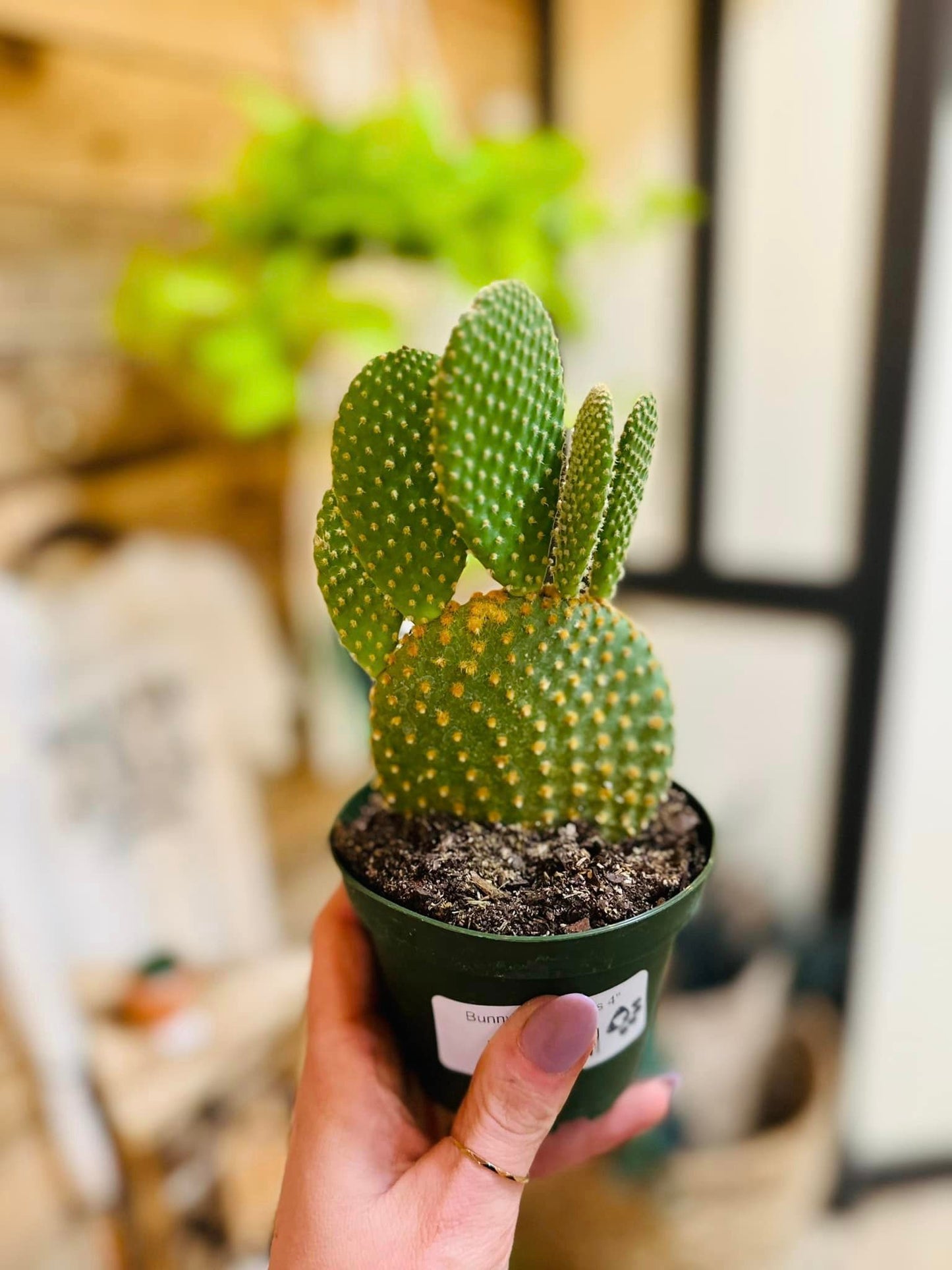 Bunny Ear Cactus 4"