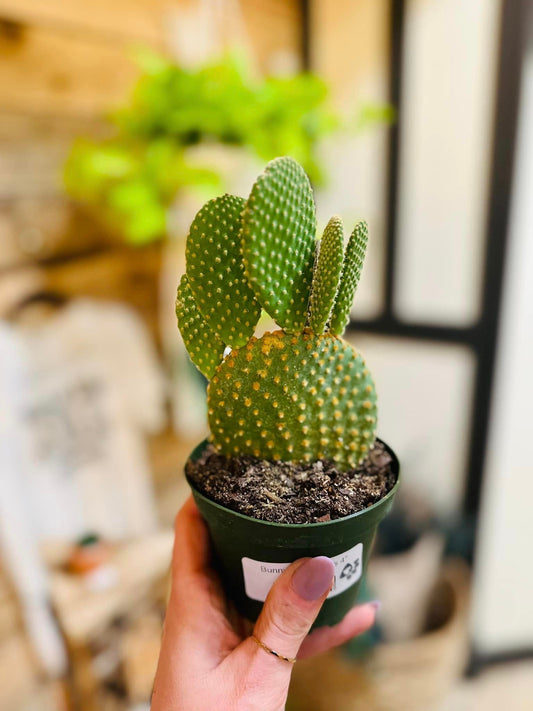 Bunny Ear Cactus 4"