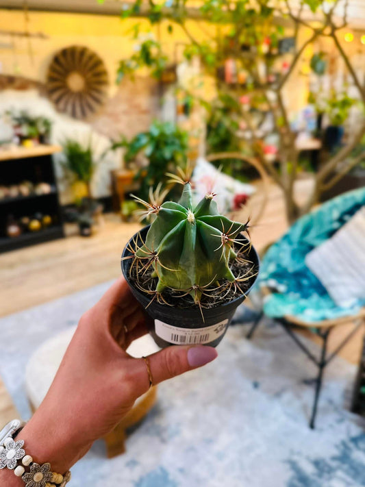 Devil's Tongue Barrel Cactus 4"