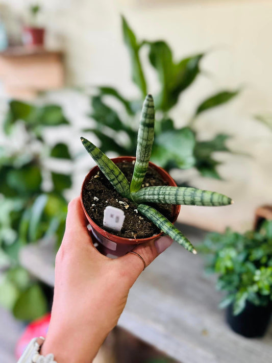 Starfish Snake Plant 4"