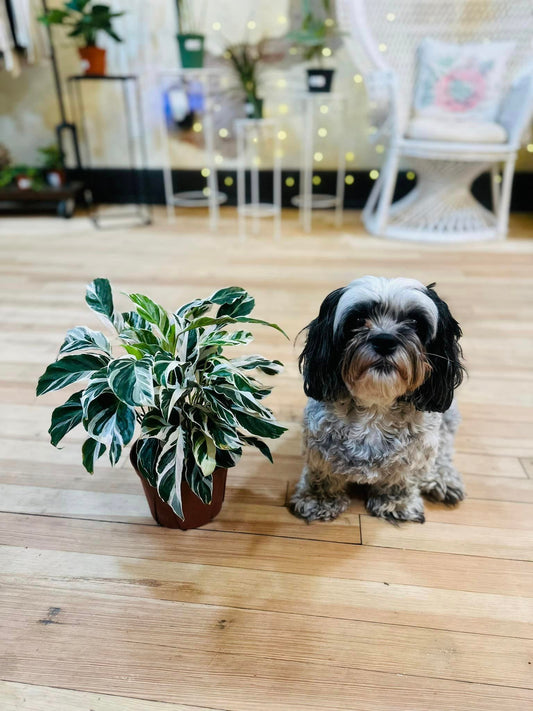 6" Calathea 'White Fusion'