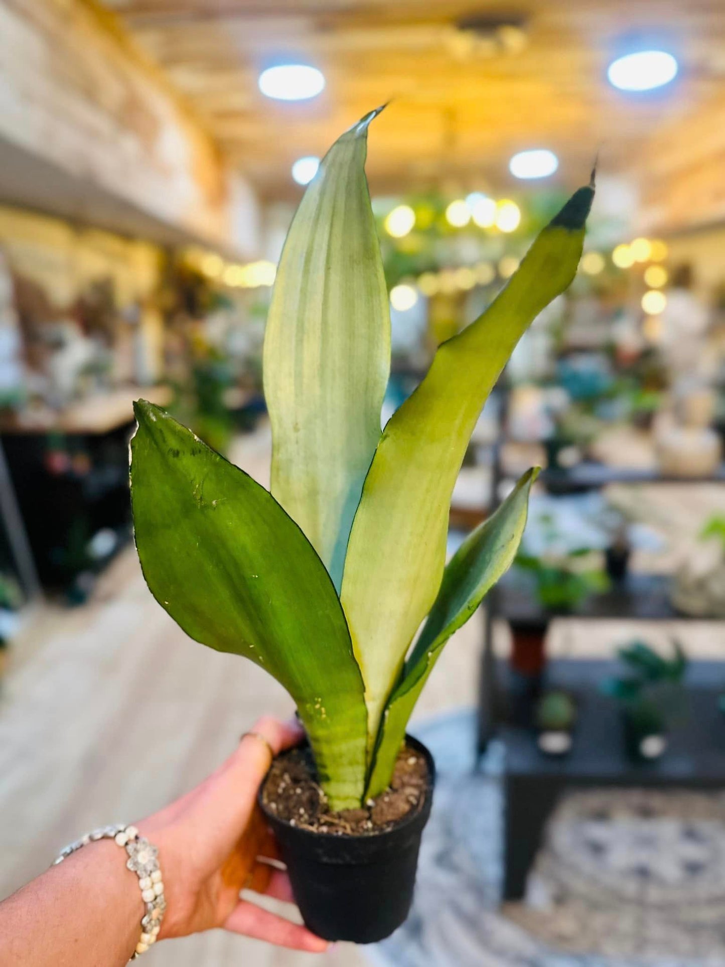 Moonshine Snake Plant 4"