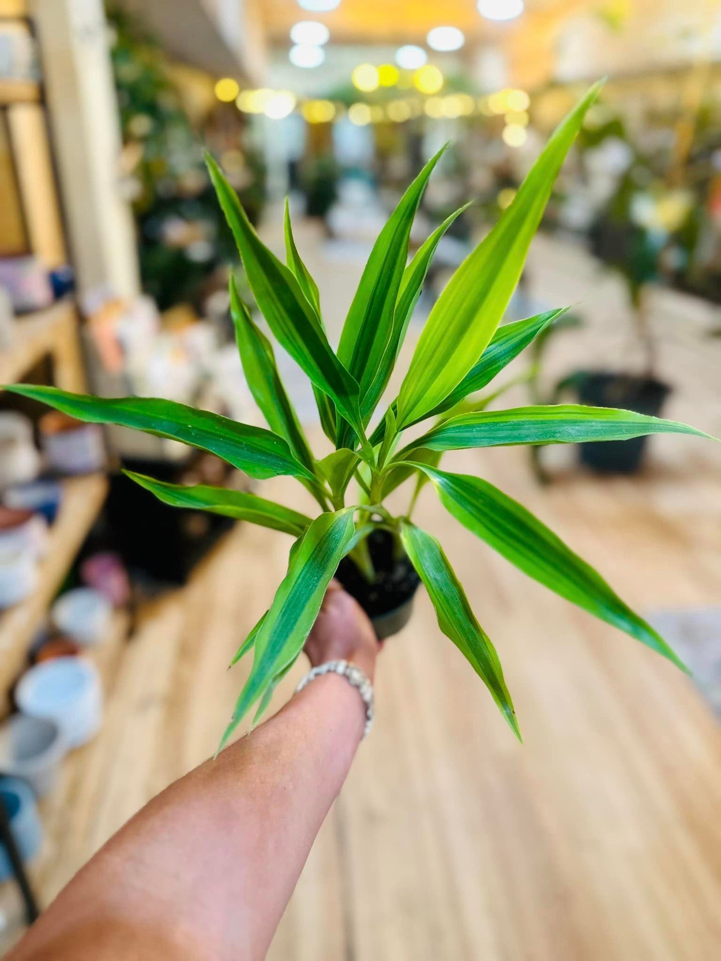 Dracaena Sanderiana - Lucky Bamboo 4"