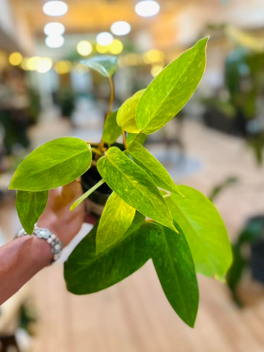 4" Philodendron Painted Lady