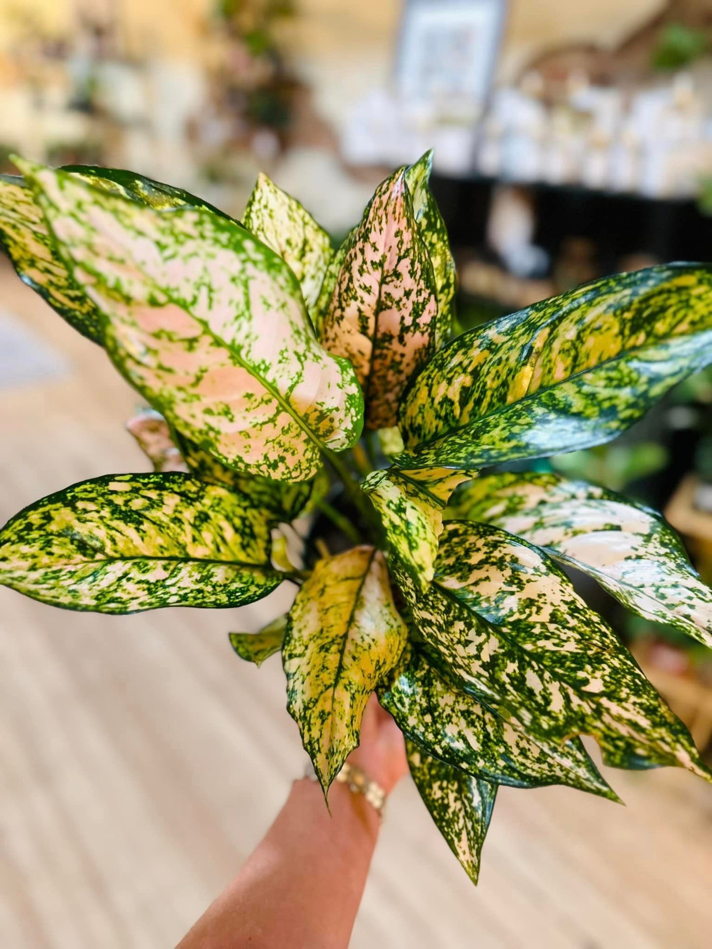 Aglaonema 'Etta Rose' 6"