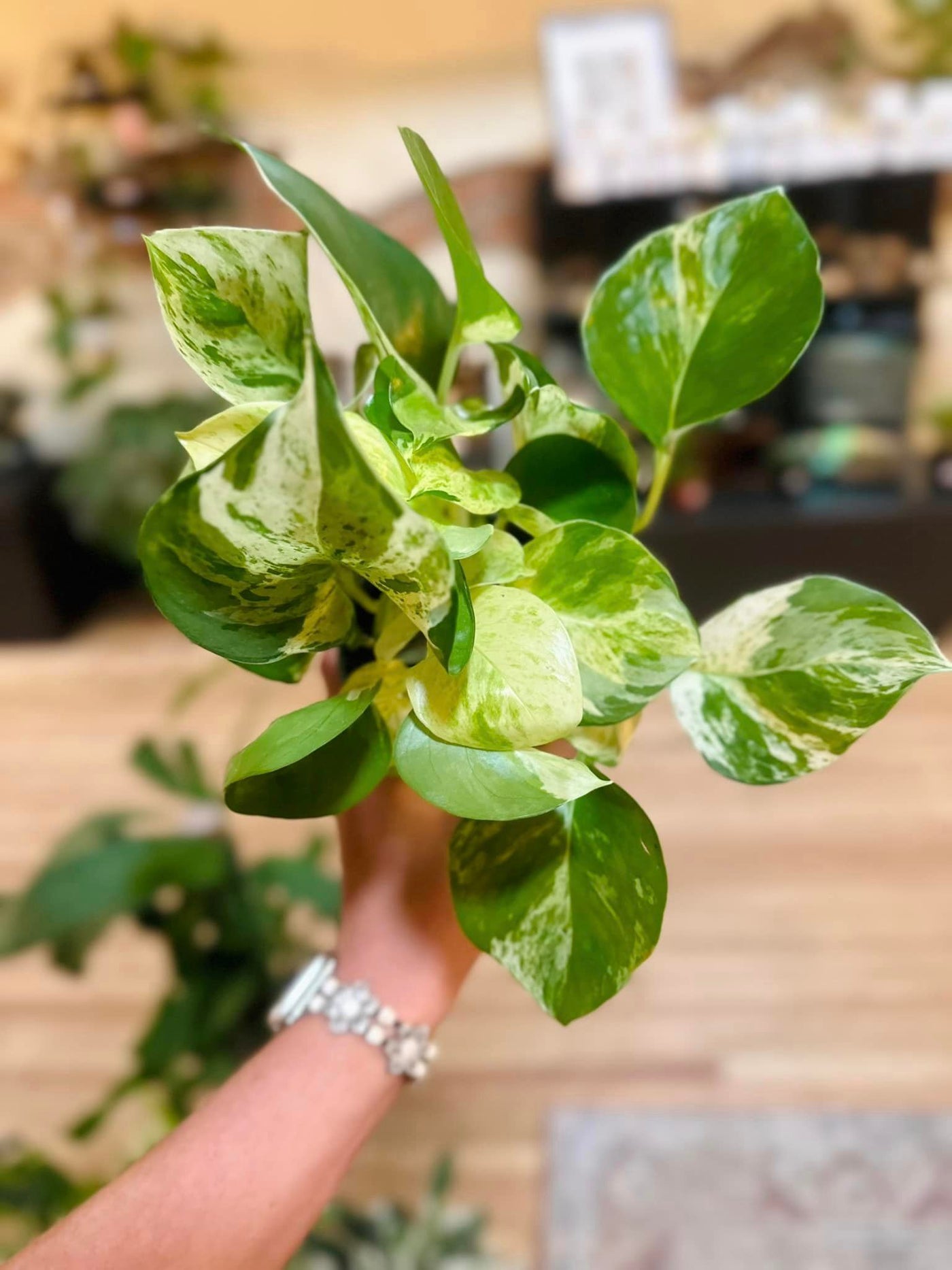 Epipremnum aureum 'Manjula' 4"