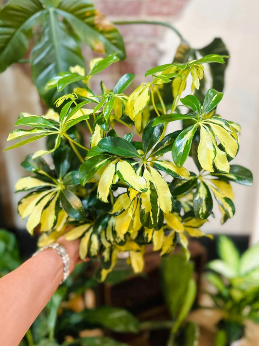 Schefflera Arboricola Variegated 6"