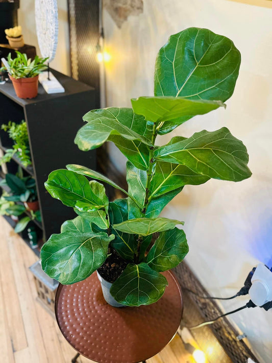 Fiddle Leaf Fig 6"