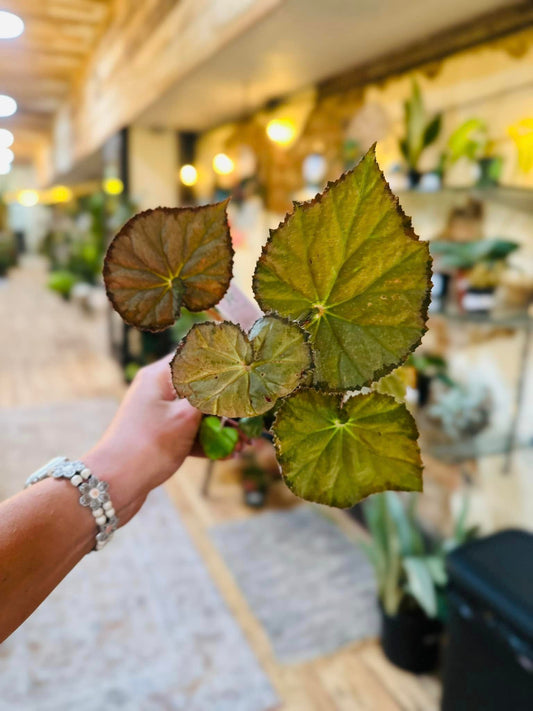 Begonia Nite Satin 4"