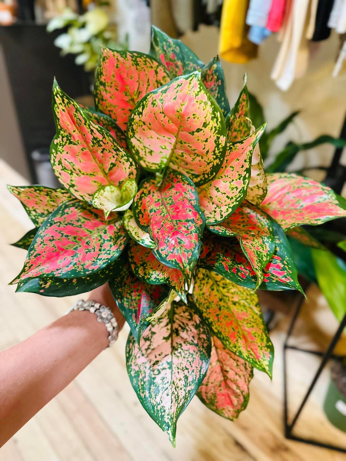 Aglaonema 'Ruby Ray' 6"