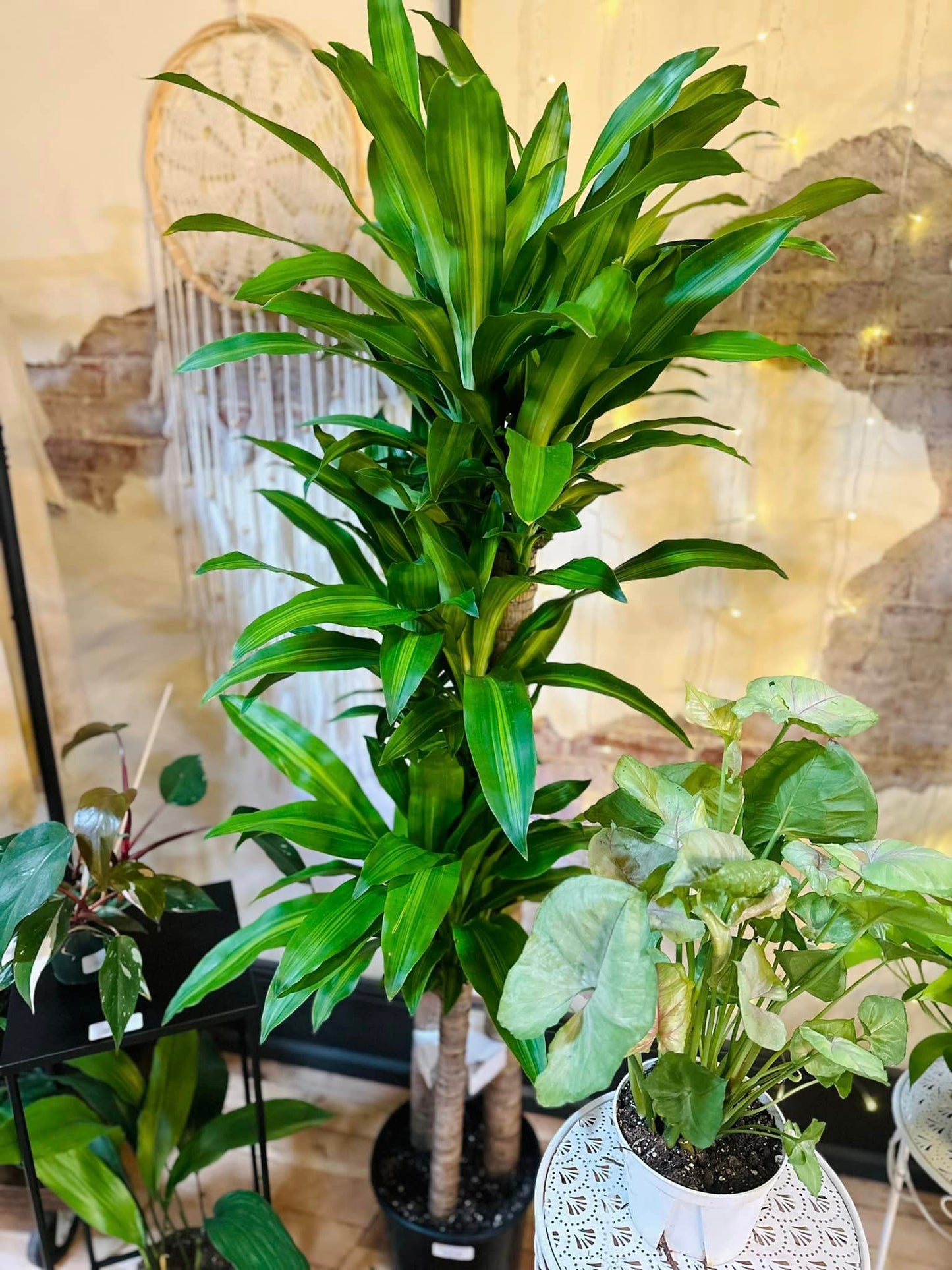 Dracaena Mass Cane 10"