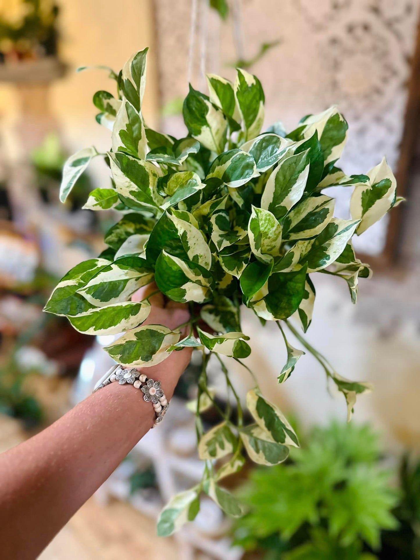 Epipremnum aureum 'Pearls and Jade' 6"