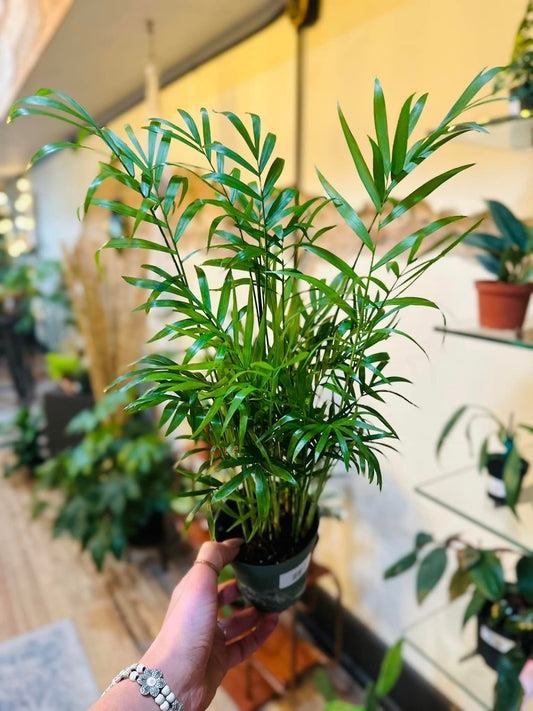 4" Parlor Palm