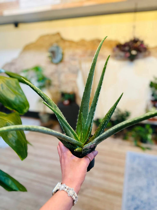 4" Aloe Vera