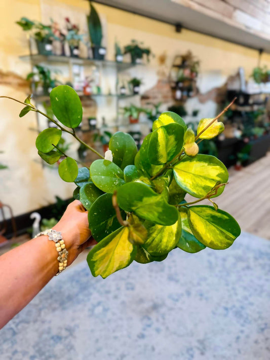 Hoya Obovata Variegata 6"