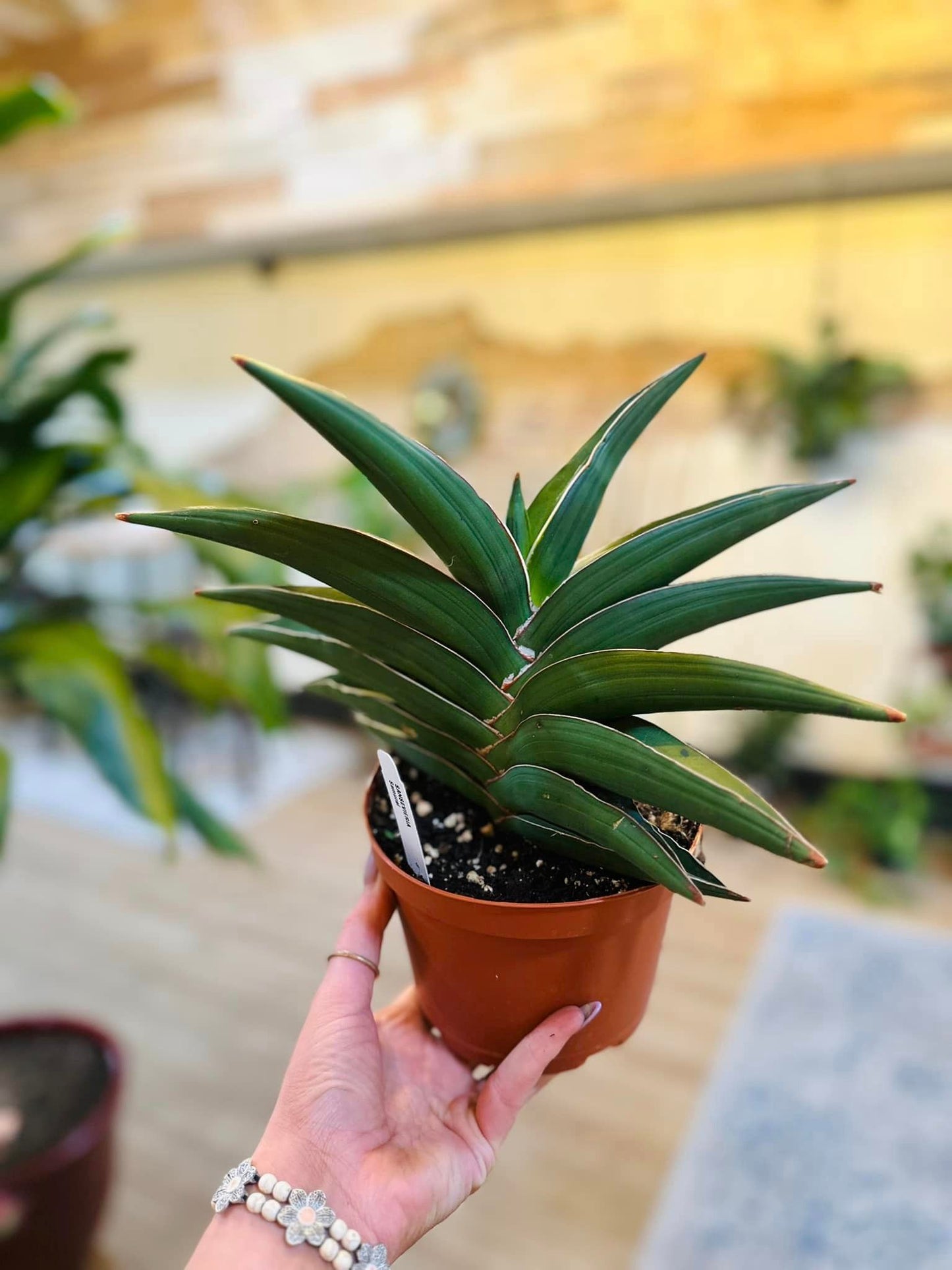 6" Samurai Snake Plant