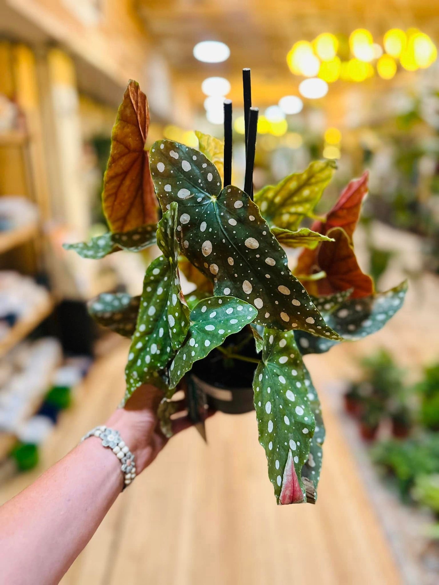 Begonia Maculata 6"