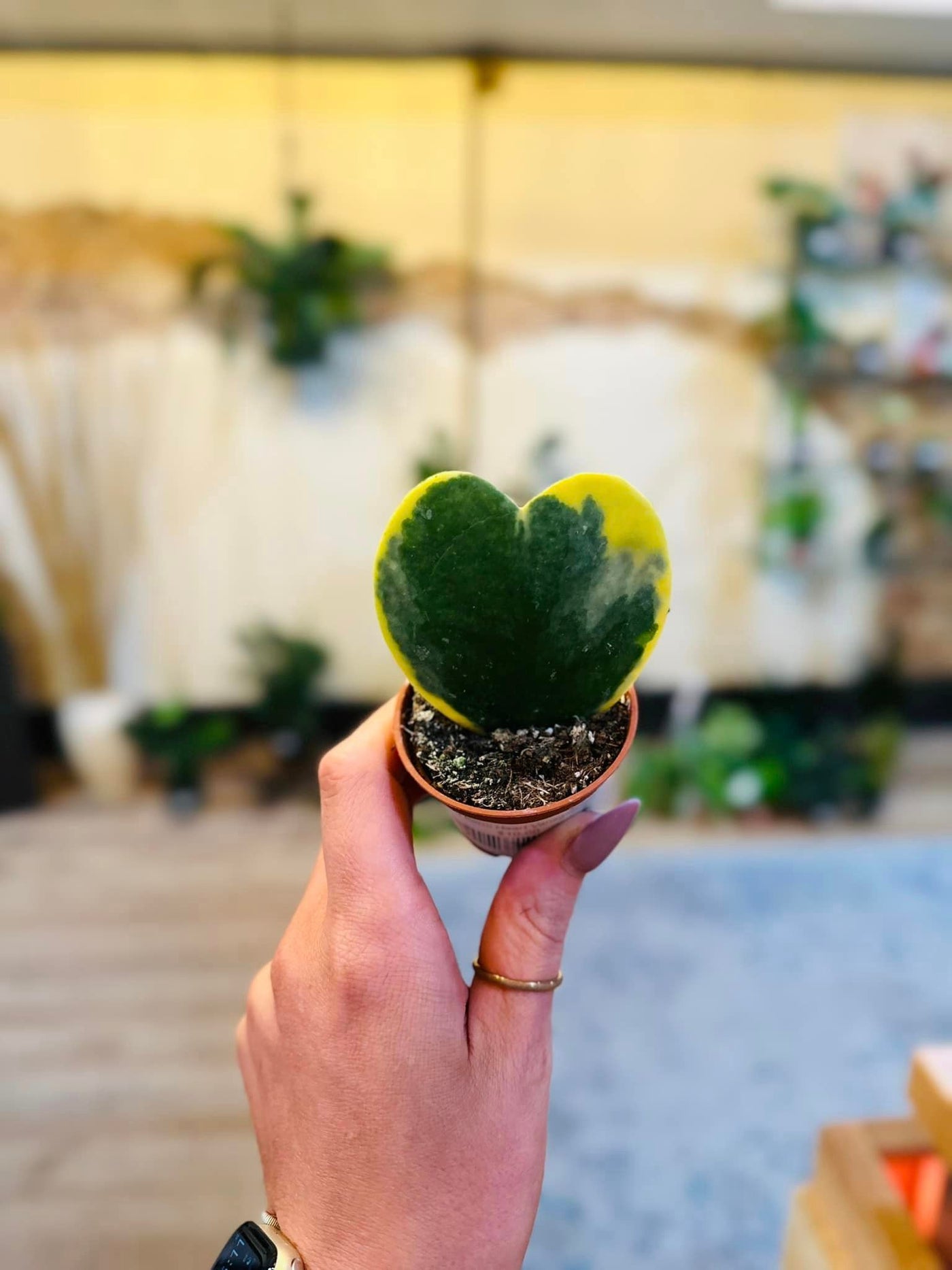 Hoya Kerrii Heart Variegated 2"