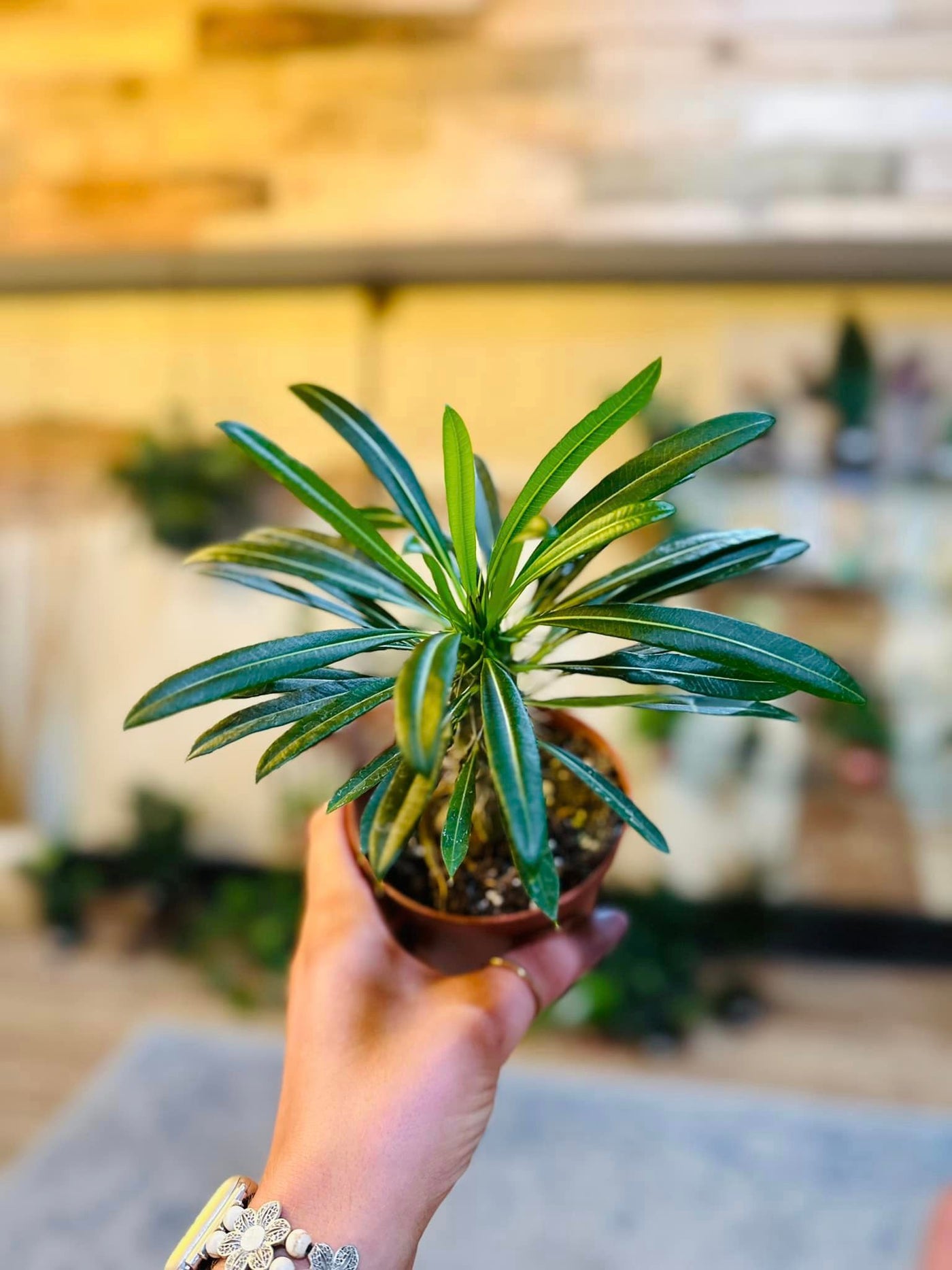 Madagascar Palm 4"