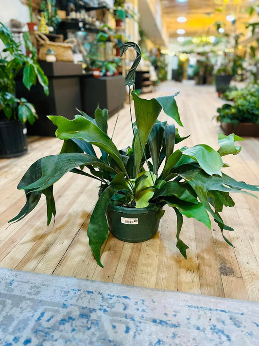 Staghorn Fern Basket 8"