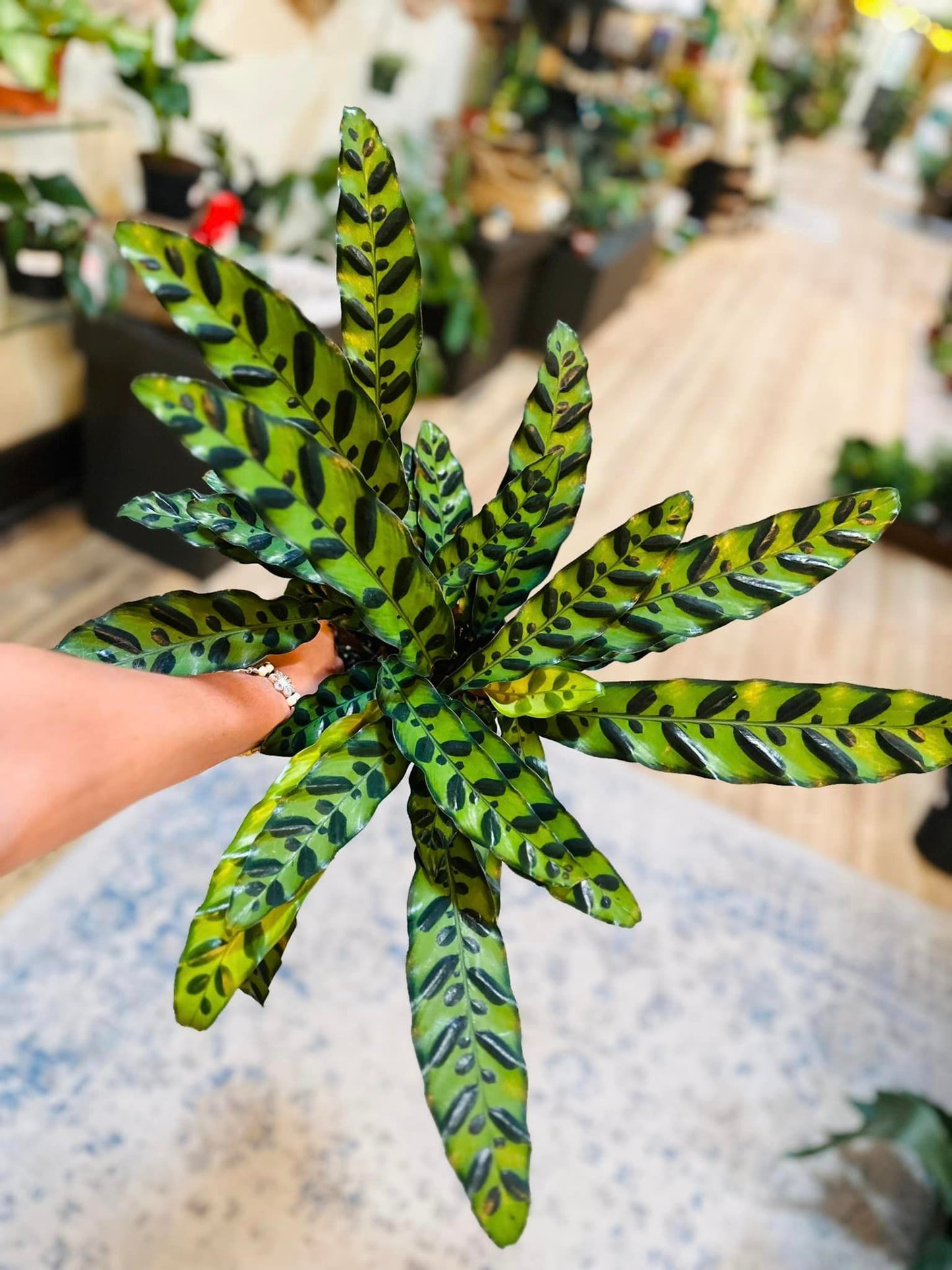 Calathea Rattlesnake 6"