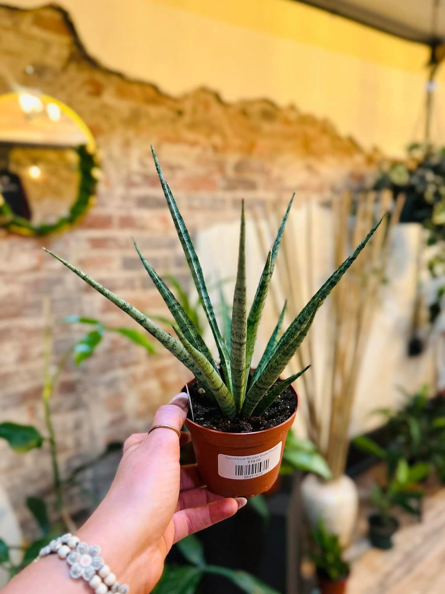 Hybrid Icicle Micadol Snake Plant 4"