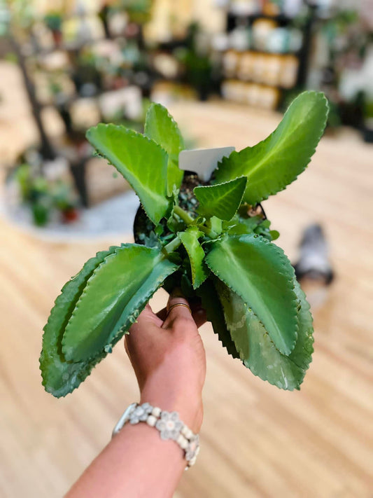 Mother of Thousands 6"