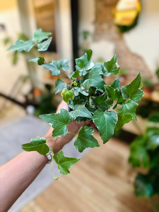 English Ivy 4"