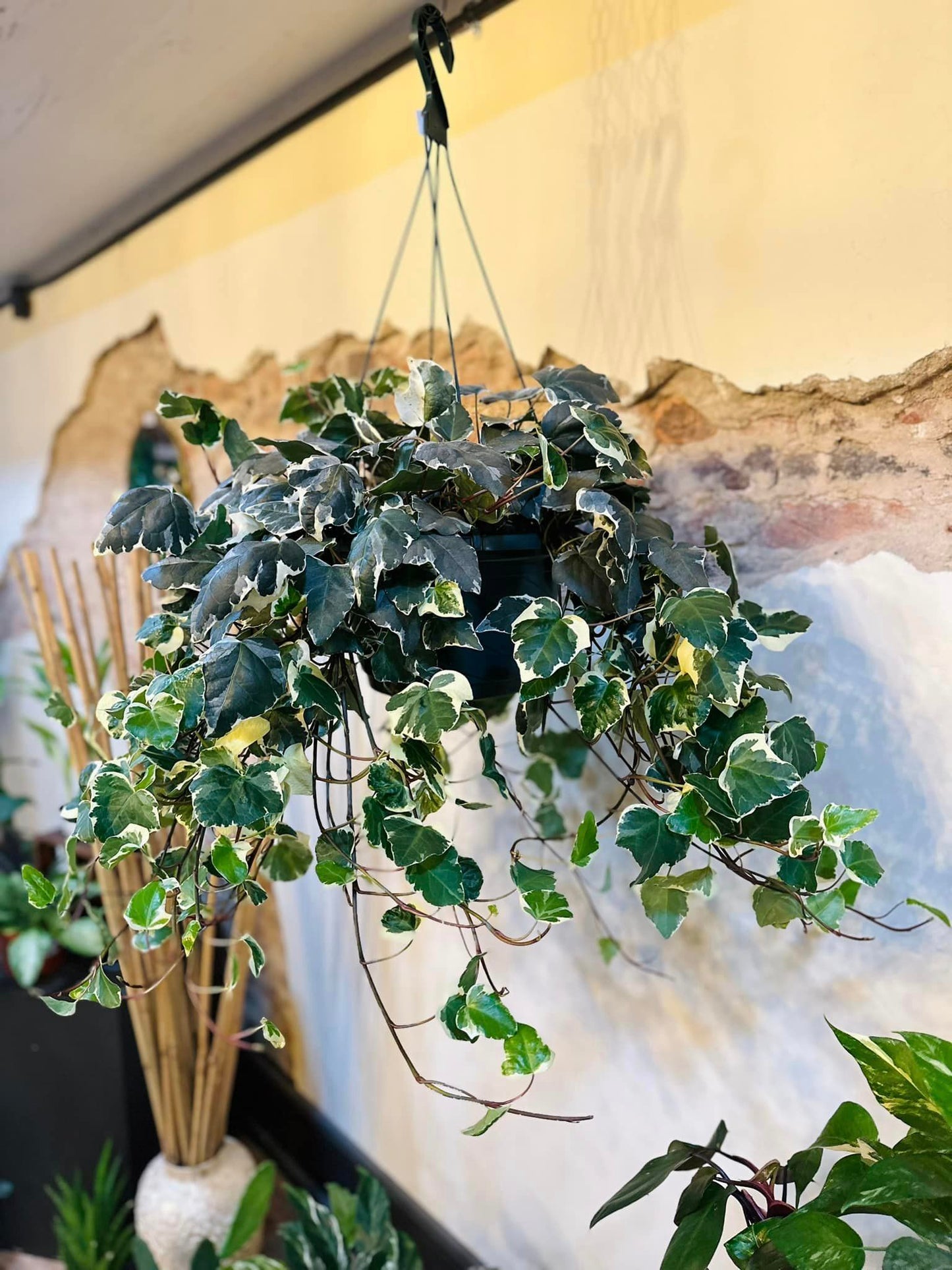 Variegated English Ivy Basket 10"