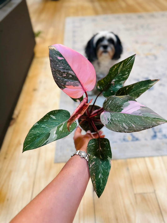 4" Philodendron Pink Princess Marble