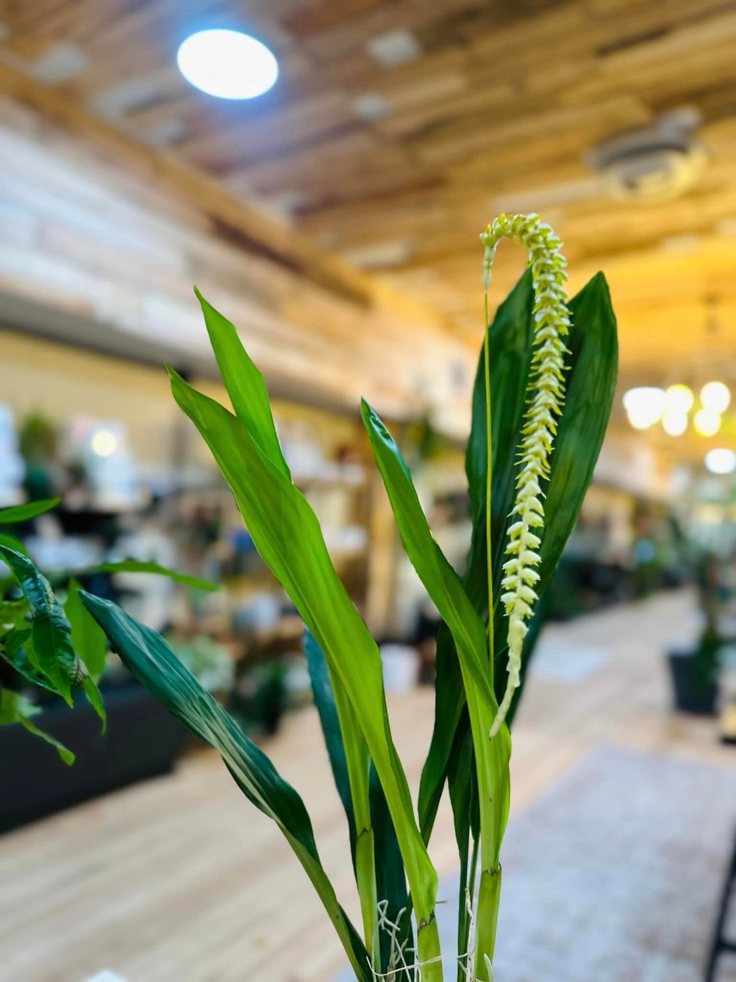 Dendrochilum Magnum Orchid 4"