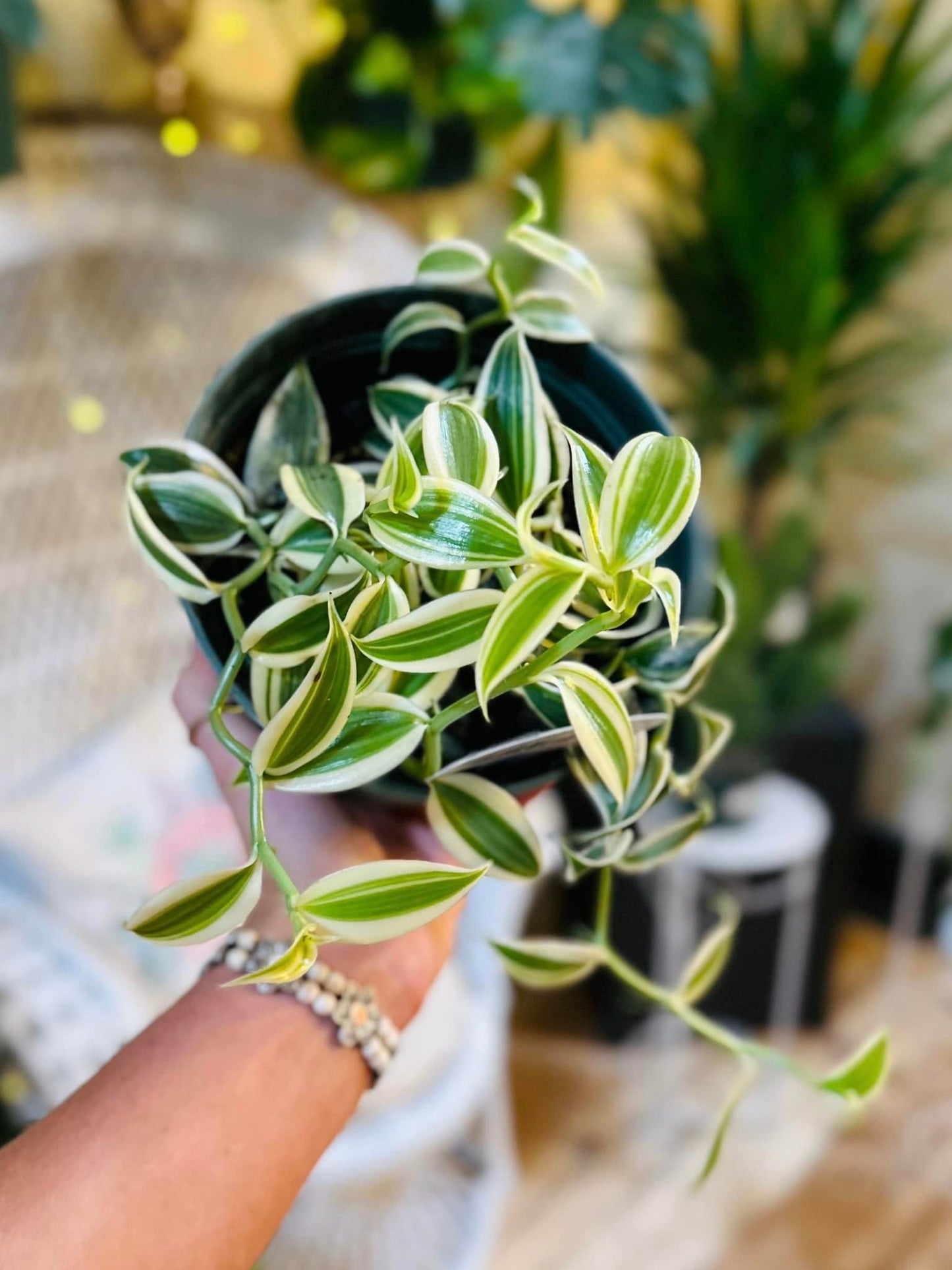 Variegated Vanilla Orchid 6"