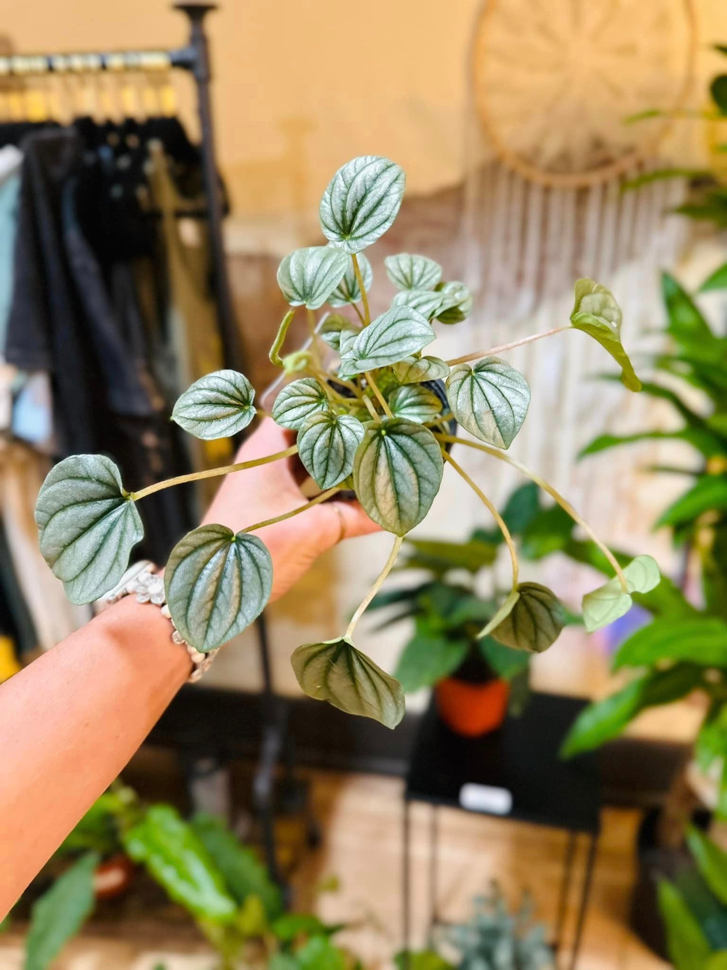 Peperomia Frost 4"