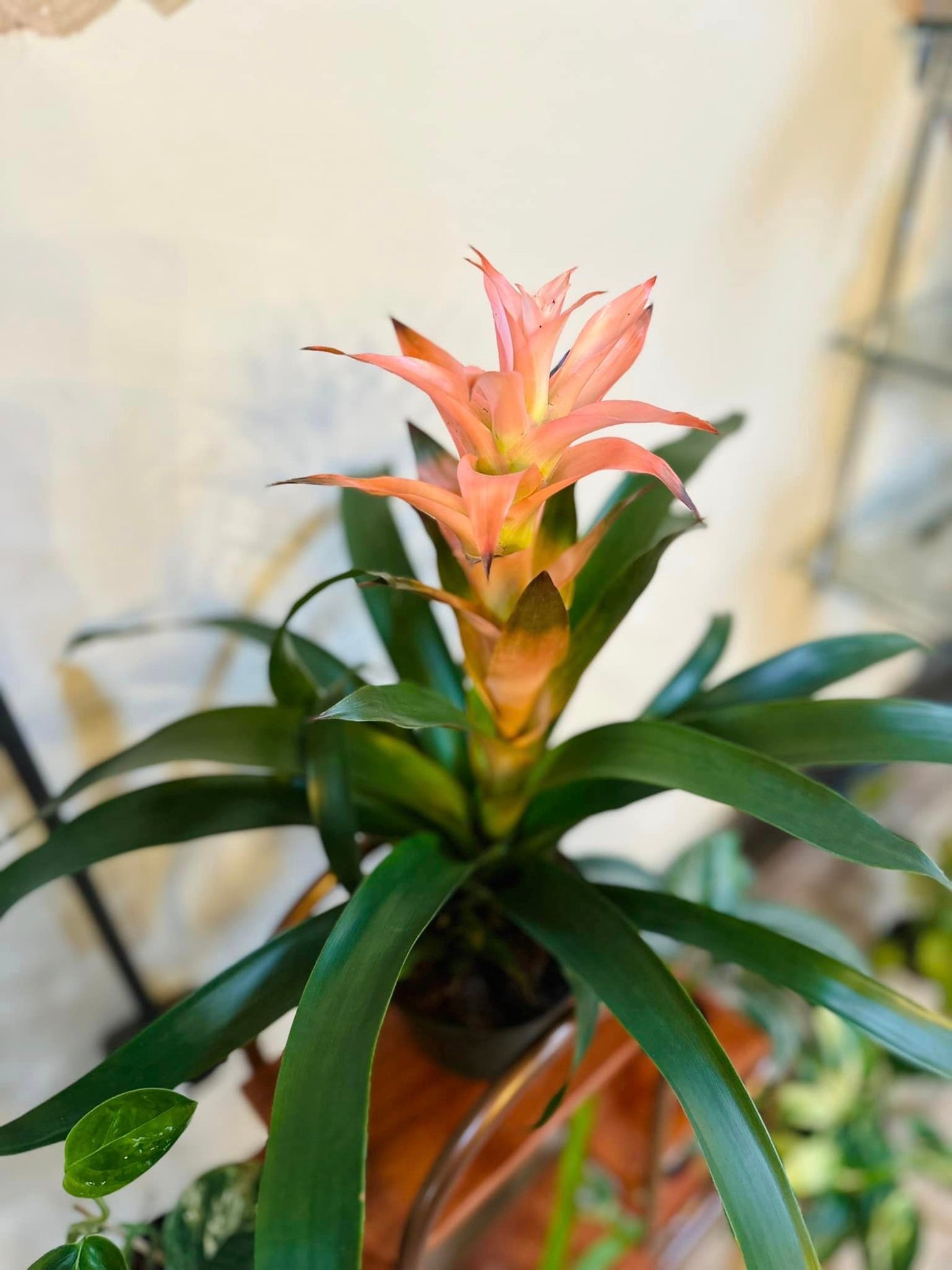 Bromeliad 6"