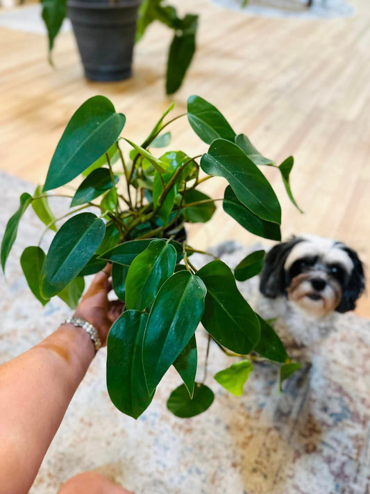 Philodendron 'Red Emerald' 6"