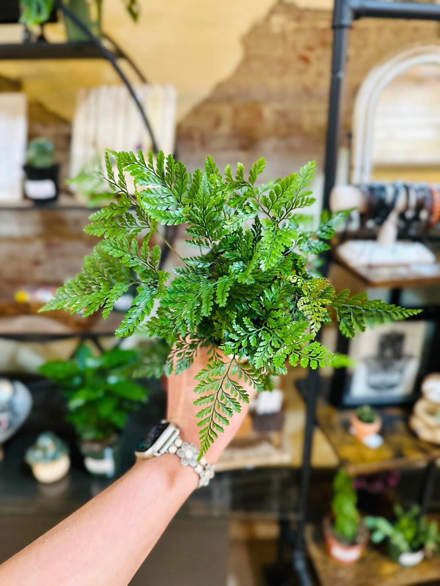 Rabbit's Foot Fern 4"