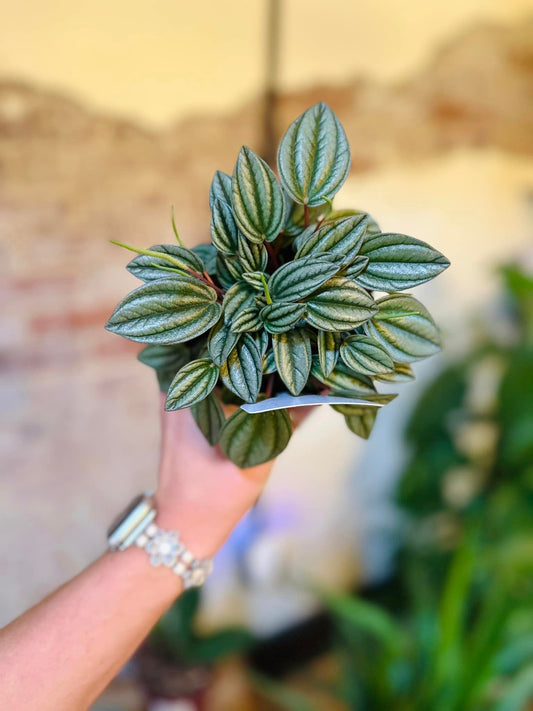 Peperomia Pearl 4"