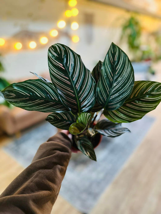 4" Calathea Ornata