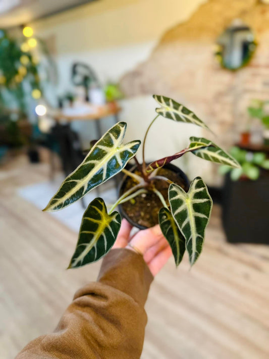 Alocasia Longiloba 4"