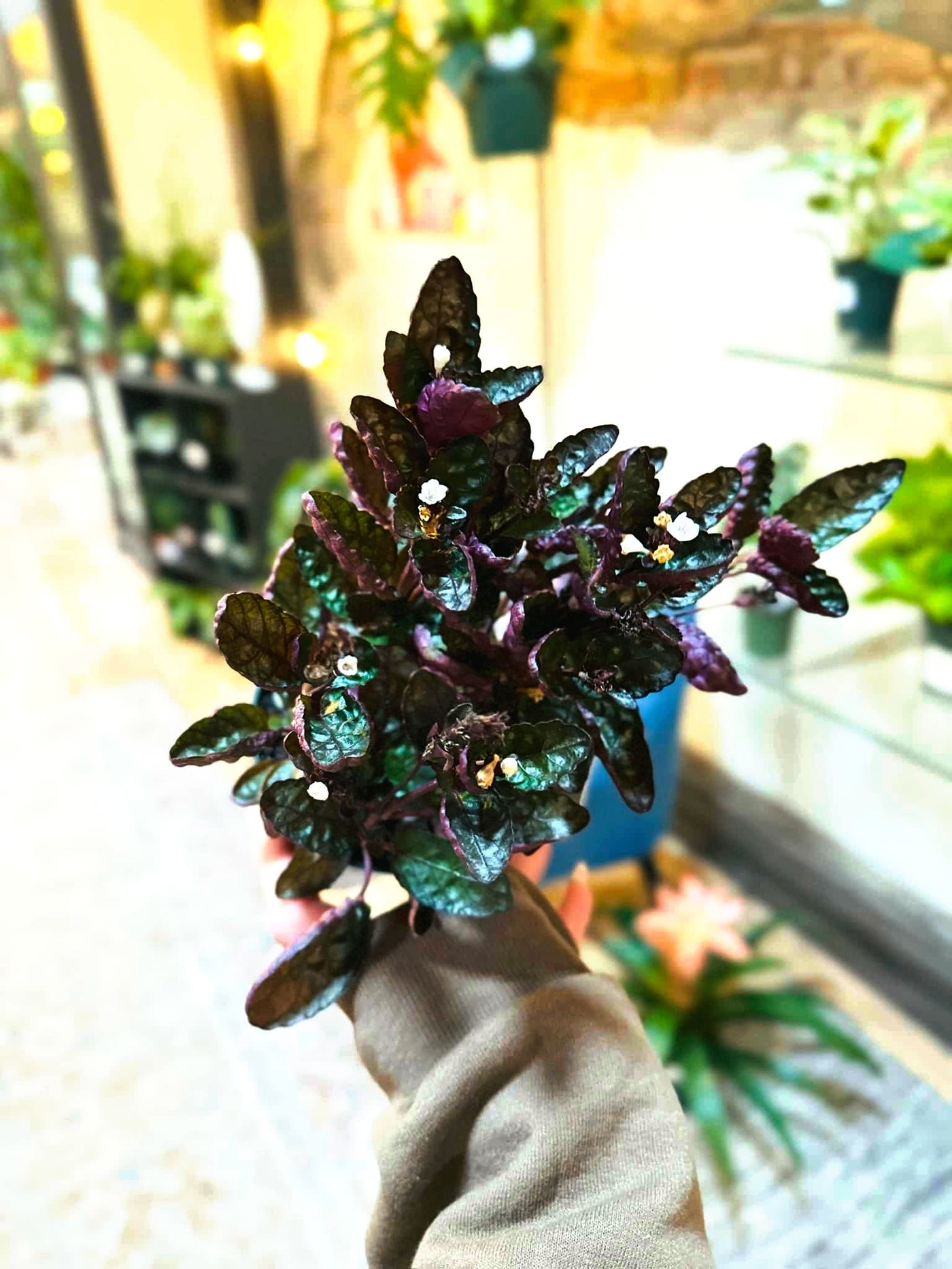 Purple Waffle 4"