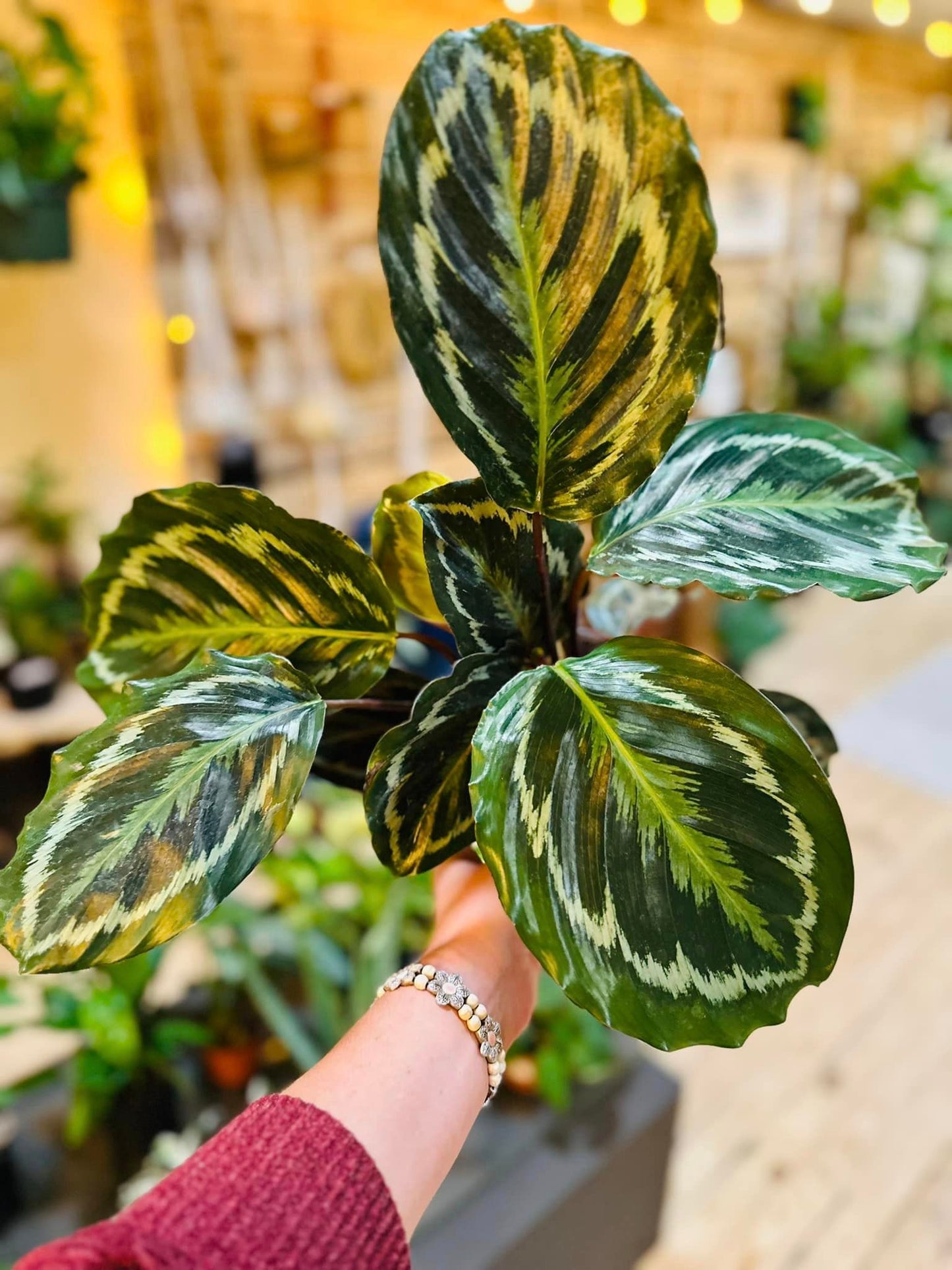 Calathea Roseopicta 'Medallion' 6"