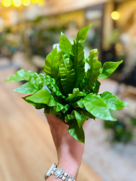 4" Crispy Wave Fern