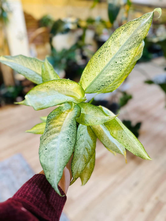 Dieffenbachia Camouflage 4"