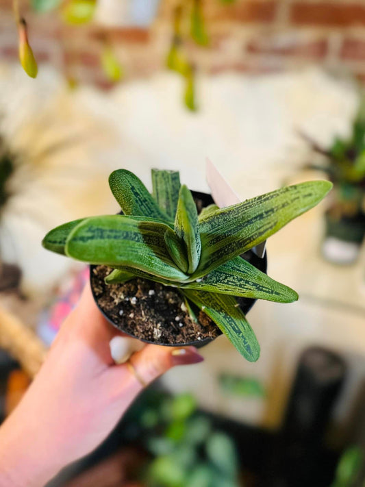 Gasteria Little Warty 4"