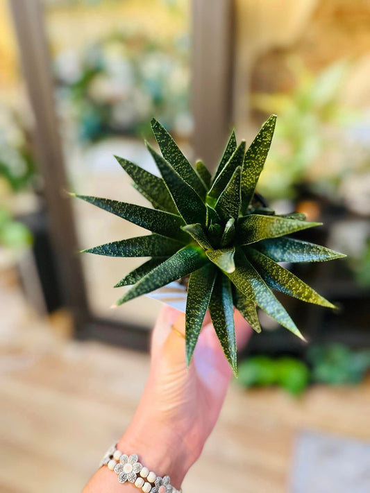 4" Gasteria Flow