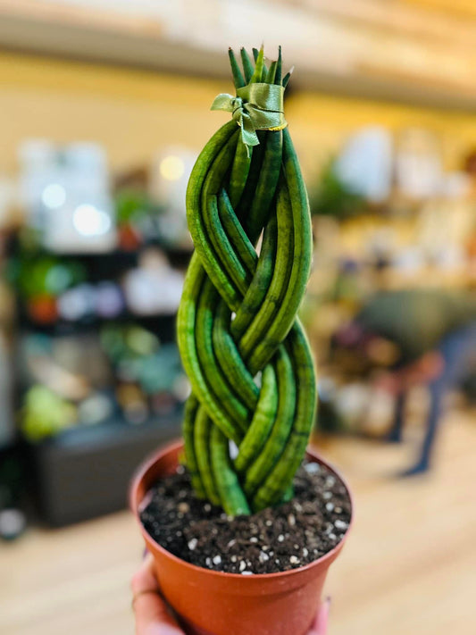 6" Braided Snake Plant